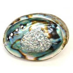 Abalone Shells