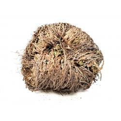 Rose of Jericho