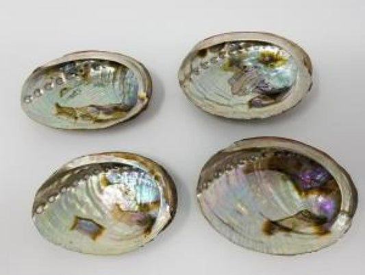 Abalone Shells